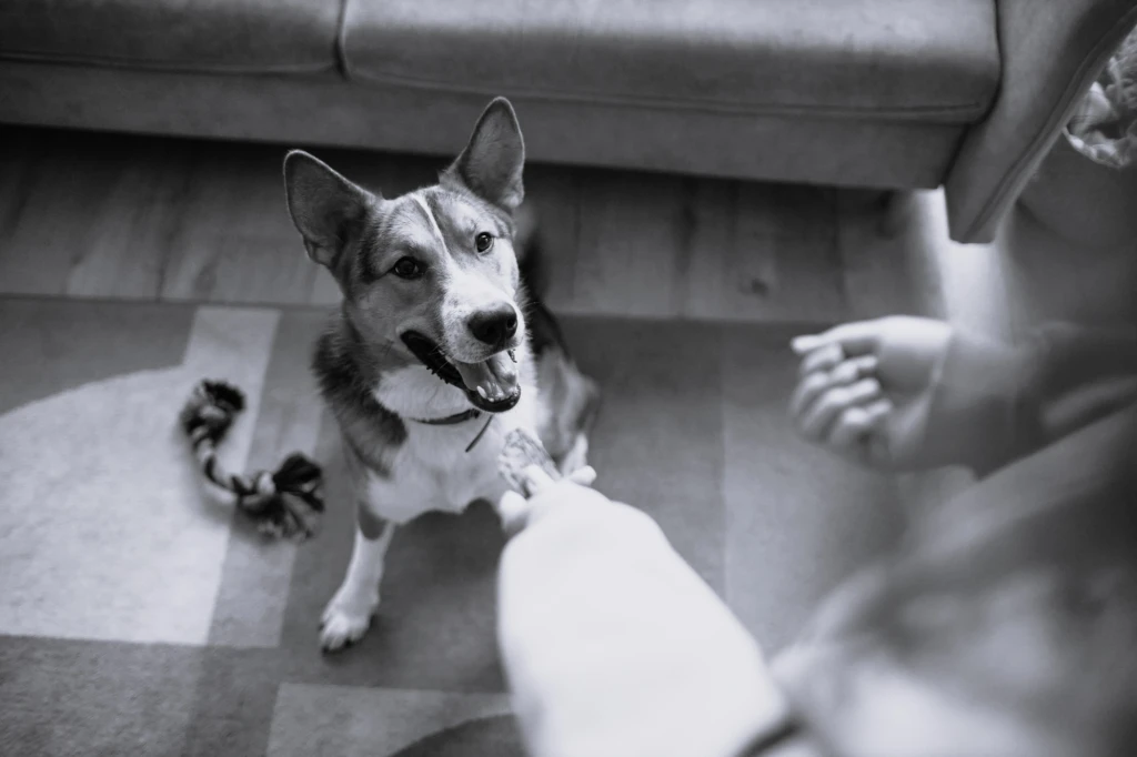 Image of a dog waiting for treats