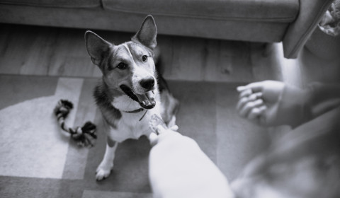 Image of a dog waiting for treats