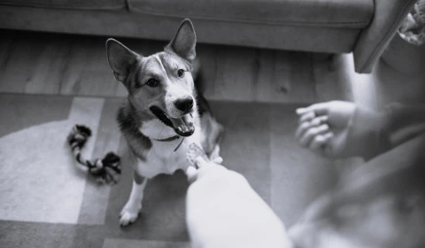 Image of a dog waiting for treats