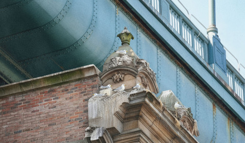 Two Tyne Kittiwakes flying together in front of the Tyne Bridge