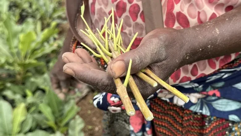 A hand holding a plant