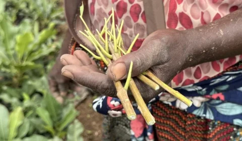 A hand holding a plant