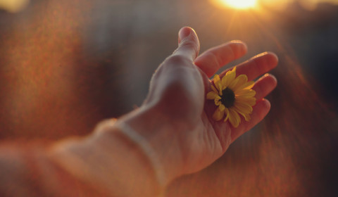 A hand offering a flower.