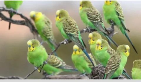 image of a group of budgies sitting in a tree
